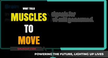 How Does Your Brain Make Muscles Move?