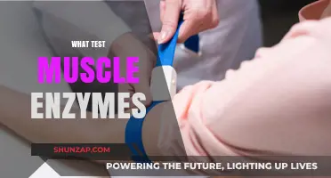 Muscle Enzyme Testing: What, Why, and How?