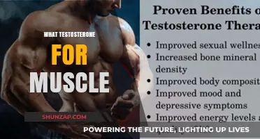Testosterone's Role in Muscle Growth and Strength