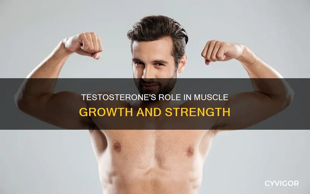 what testosterone for muscle