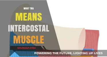 Intercostal Muscles: What, Where, and Why They're Important