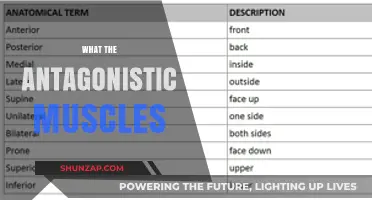 Antagonistic Muscles: The Body's Balancing Act