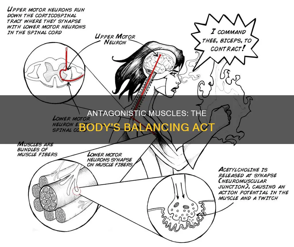 what the antagonistic muscles