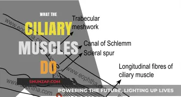 The Ciliary Muscles: How They Focus Your Vision