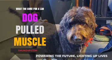 Healing Your Lab: Effective Remedies for Pulled Muscles in Dogs