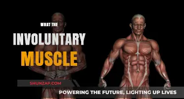 Understanding the Intricacies of Involuntary Muscles