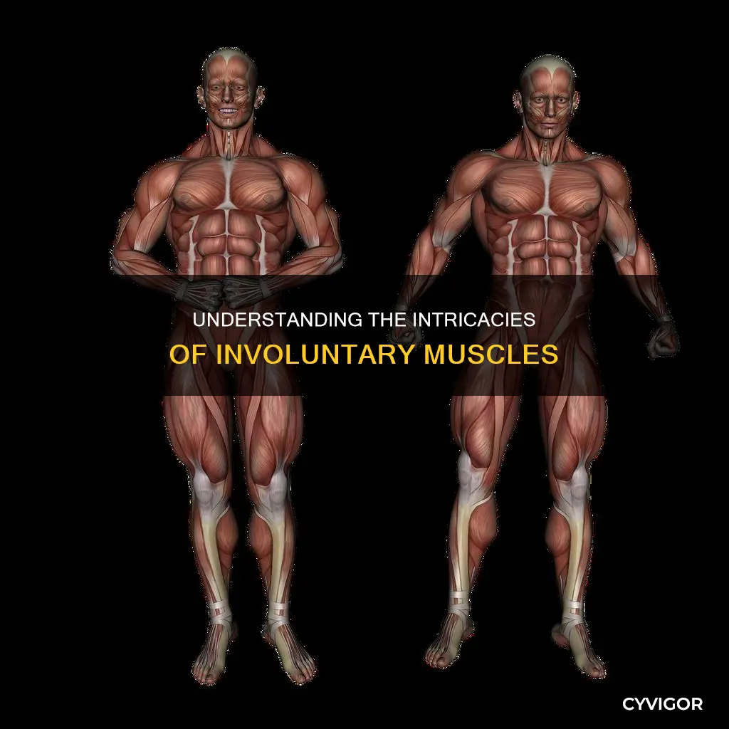 what the involuntary muscle