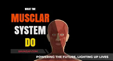 Explore the Muscular System's Power and Function