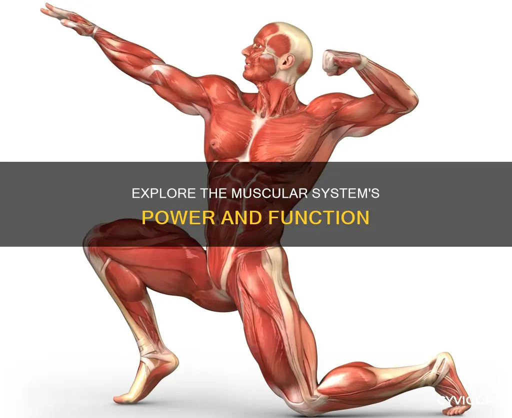 what the musclar system do