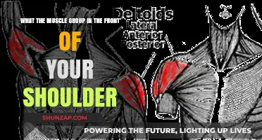 Understanding the Anterior Deltoid: Front Shoulder Muscle Group Explained