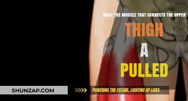 Understanding the Pulled Rectus Femoris: Upper Thigh Muscle Connection Explained