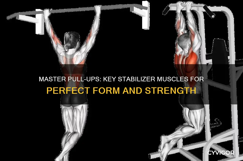 what the stablizer muscle for a pull up