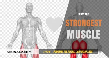 The Strongest Muscle in Your Body