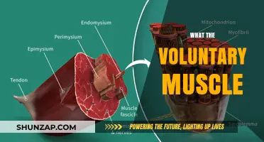 Understanding the Intricacies of Voluntary Muscles