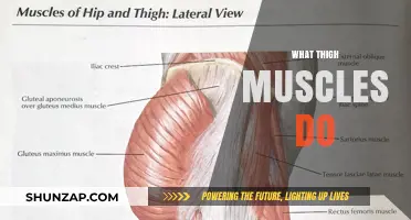 Thigh Muscles: What They Do and Why They Matter