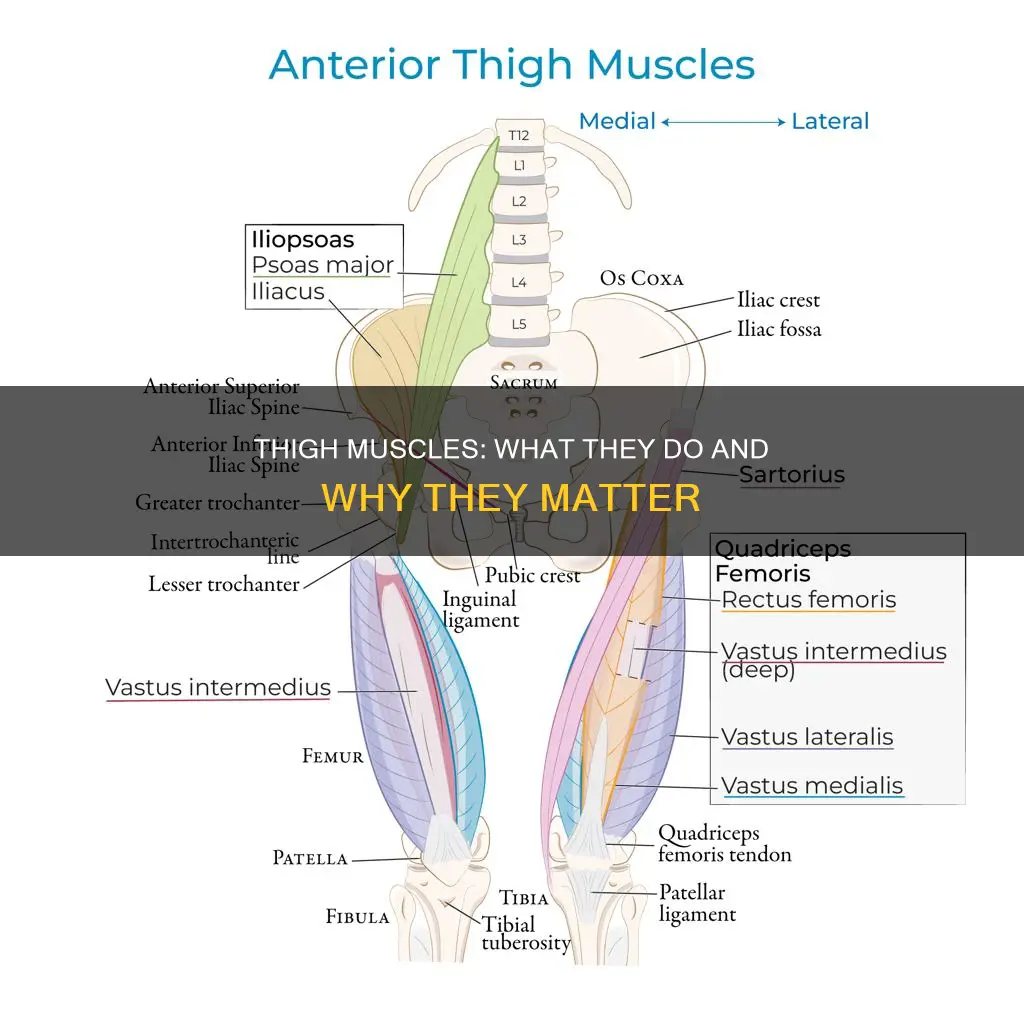 what thigh muscles do