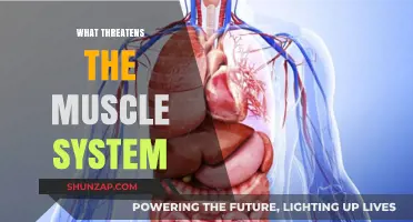 Muscle System: Threats and How to Avoid Them