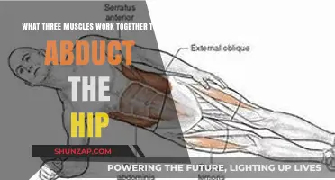Hip Abduction: Key Muscles Working Together for Lateral Movement