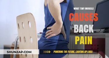 Unseen Culprit: How the Tiny Psoas Muscle Triggers Back Pain