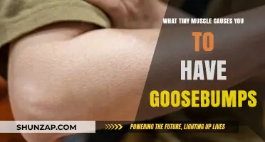 The Surprising Tiny Muscle Behind Your Goosebumps Explained