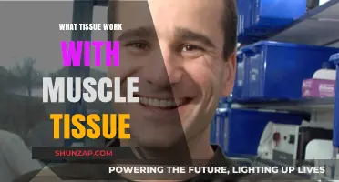 How Connective Tissue Collaborates with Muscle Tissue for Optimal Function