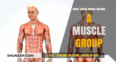 Understanding Fascia: The Connective Tissue Enveloping Muscle Groups