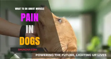 Easing Canine Muscle Pain: Effective Remedies and Care Tips for Dogs