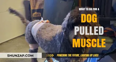 Dog Pulled Muscle: Quick Relief and Recovery Tips for Pet Owners