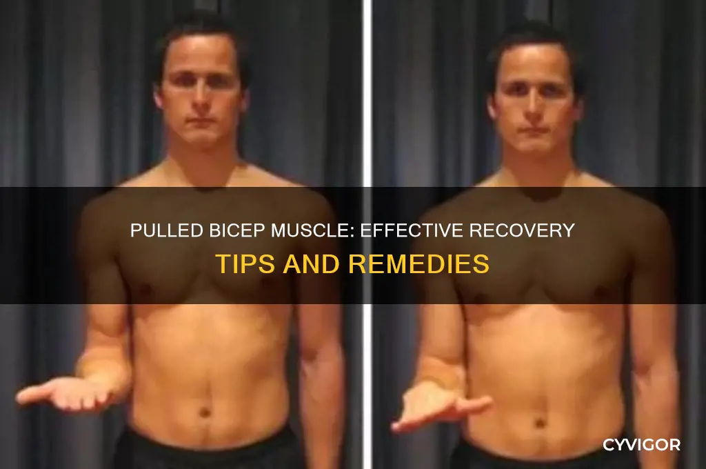 what to do for a pulled bicep muscle