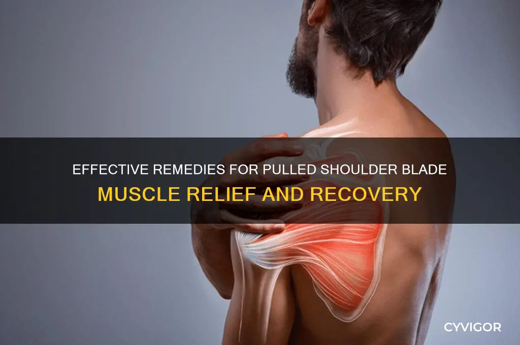 what to do for a pulled shoulder blade muscle
