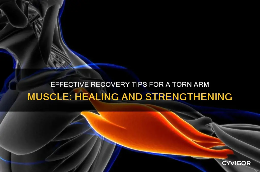 what to do for a tear in the arm muscle