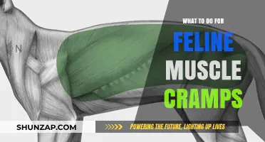 Relief for Your Cat: Remedies and Prevention of Feline Muscle Cramps