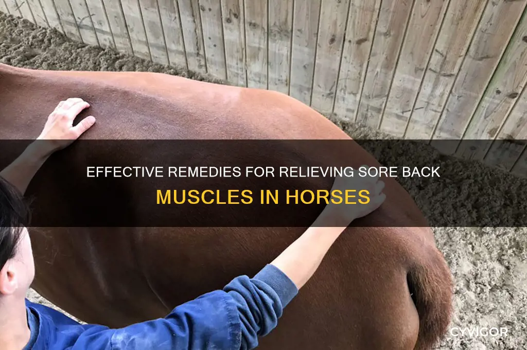what to do for horses sore muscles in back
