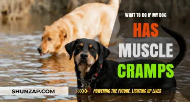 Relief for Your Furry Friend: Treating Muscle Cramps in Dogs