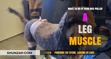 Dog Pulled Leg Muscle? Quick Care Tips for Recovery