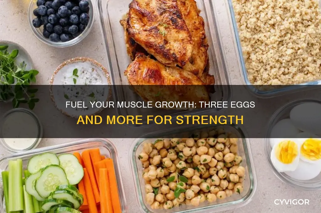 what to eat to gain muscles three eggs