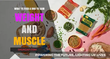 High-Protein Diet Plan for Dogs: Building Muscle and Healthy Weight Gain