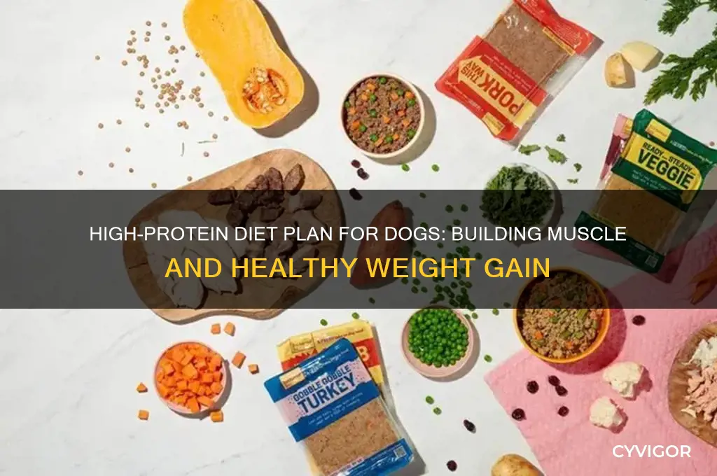 what to feed a dog to gain weight and muscle