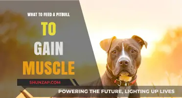 Muscle-Building Diet Guide: Optimal Nutrition for Your Pitbull's Growth
