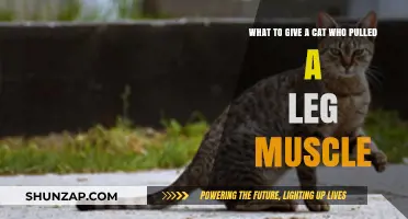 Cat Pulled Leg Muscle? Gentle Remedies for Quick Recovery