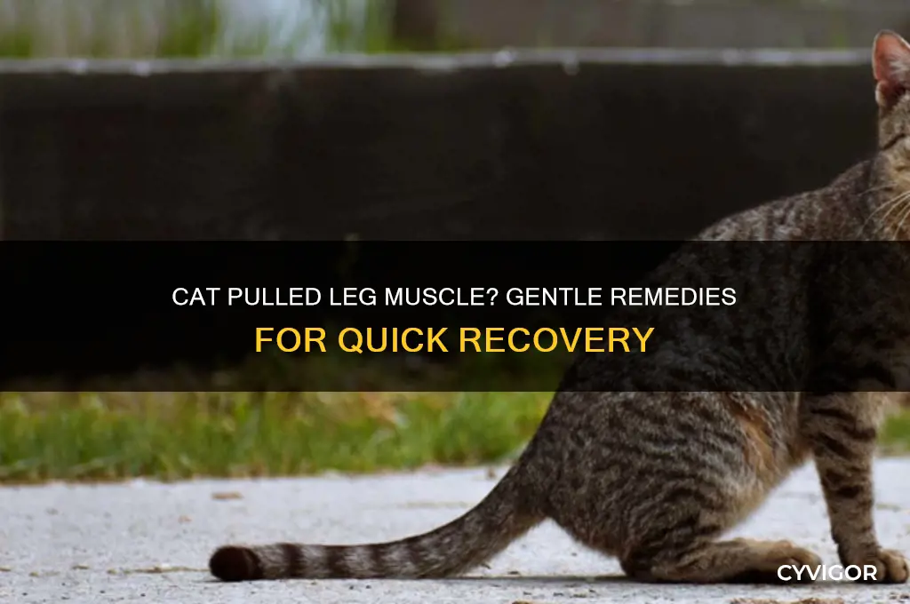 what to give a cat who pulled a leg muscle