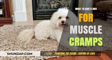Natural Remedies to Ease Your Dog's Muscle Cramps