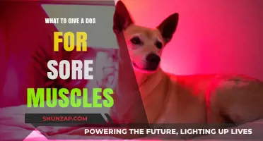 Effective Remedies for Your Dog's Sore Muscles: A Caring Guide