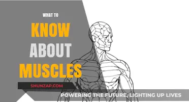 Muscle Mechanics: What You Need to Know