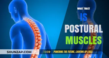Postural Muscles: Understanding the Body's Support System