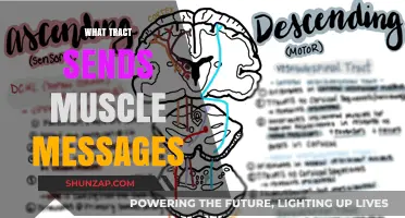 Understanding the Nervous System's Role in Muscle Control