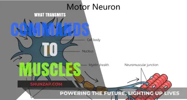 How the Brain Transmits Commands to Muscles