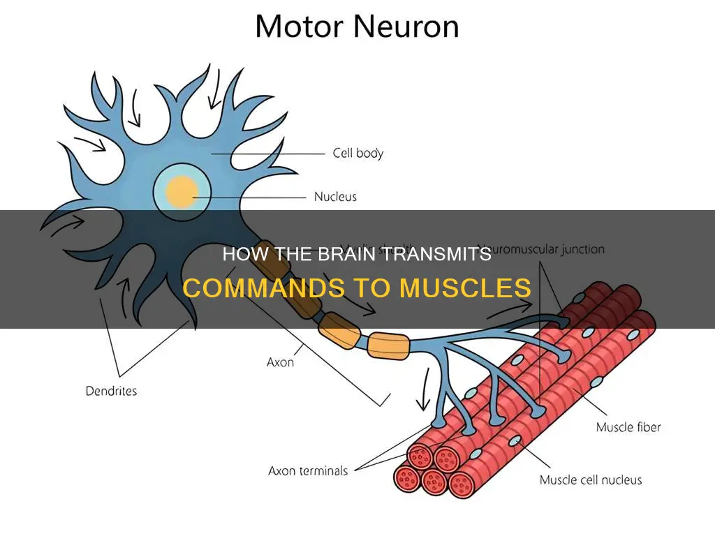 what transmits commands to muscles