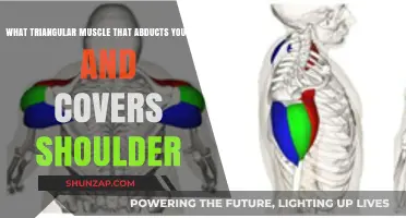 Deltoid Muscle: The Triangular Powerhouse Abducting Your Arm and Shoulder