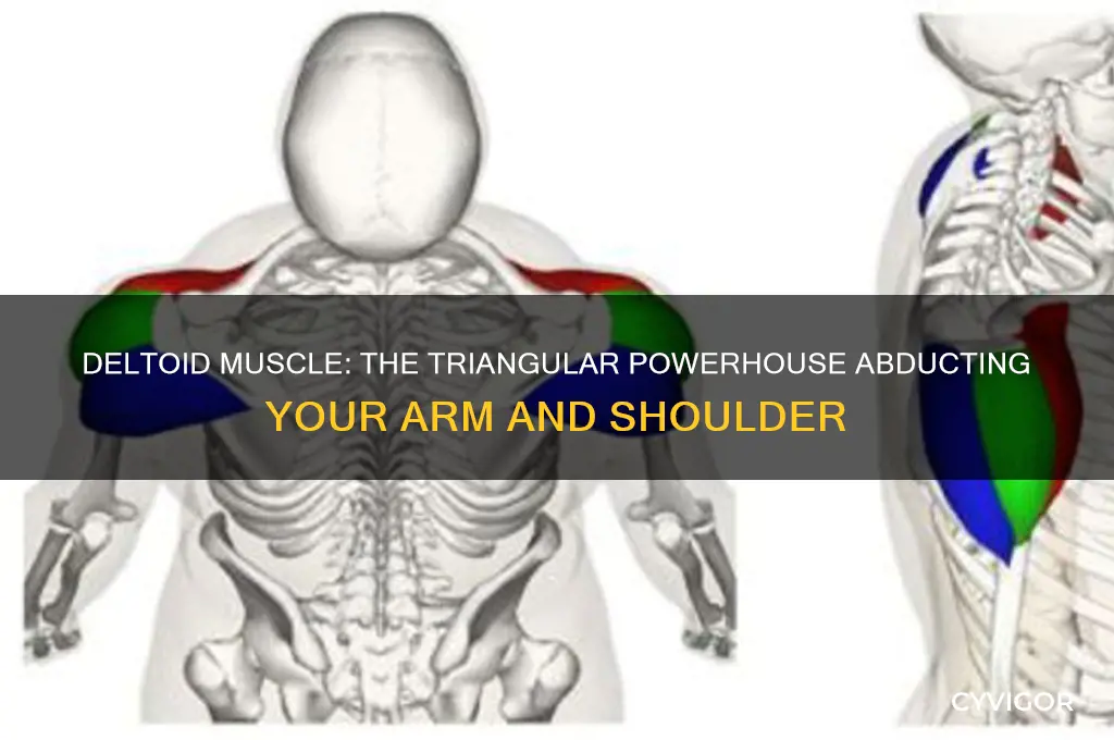 what triangular muscle that abducts your arm and covers shoulder